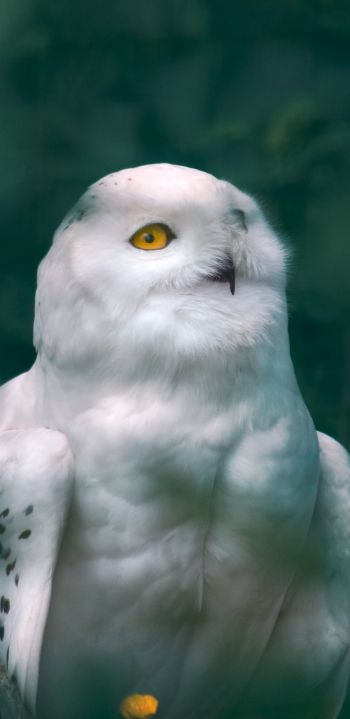 owl, wildlife Wallpaper 1080x2220