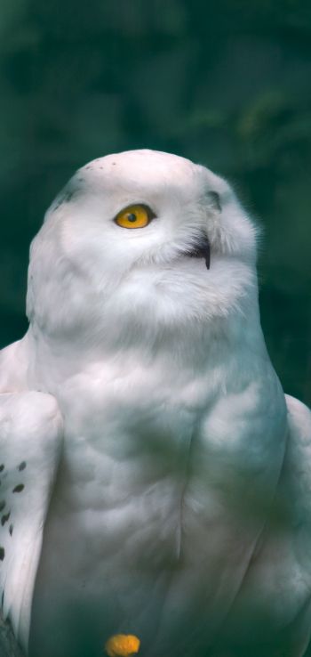 owl, wildlife Wallpaper 1080x2280