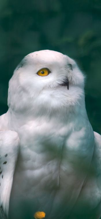 owl, wildlife Wallpaper 828x1792