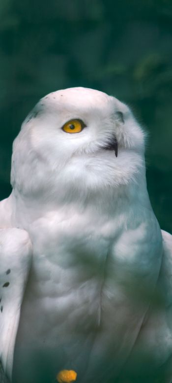 owl, wildlife Wallpaper 1080x2400