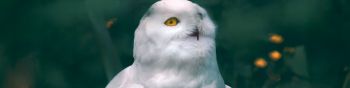 owl, wildlife Wallpaper 1590x400