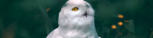 owl, wildlife Wallpaper 1590x400