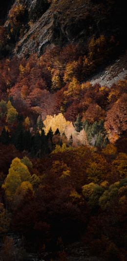 autumn, forest, mountains Wallpaper 1080x2220