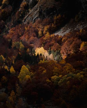 autumn, forest, mountains Wallpaper 3506x4382