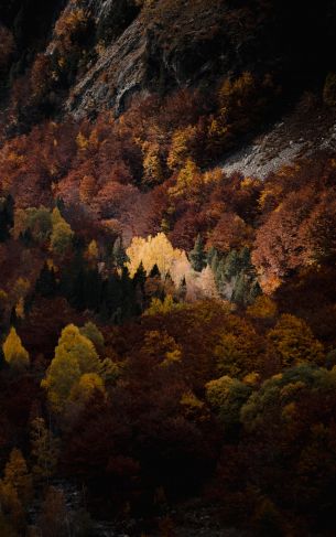 autumn, forest, mountains Wallpaper 1752x2800