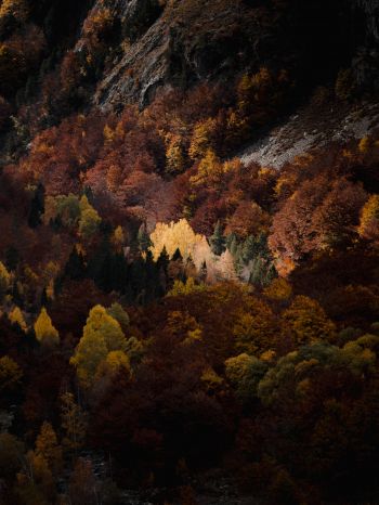 autumn, forest, mountains Wallpaper 2048x2732