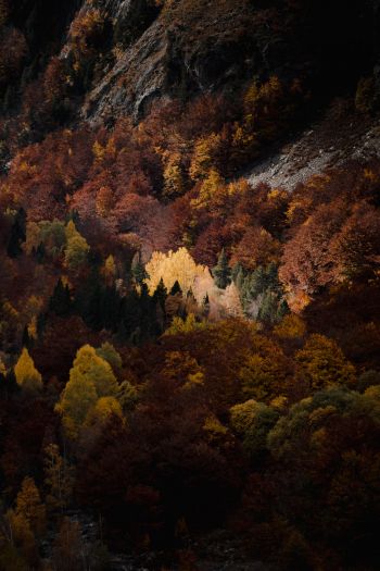 Обои 640x960 осень, лес, горы