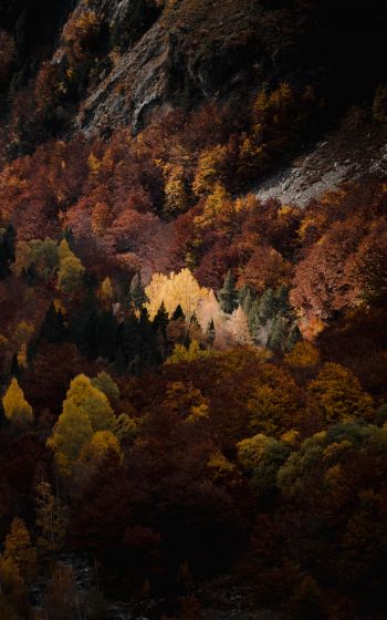 autumn, forest, mountains Wallpaper 1600x2560
