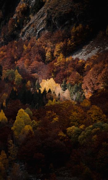 autumn, forest, mountains Wallpaper 1200x2000