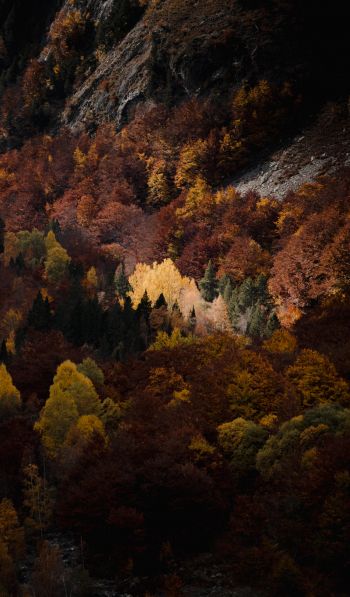 autumn, forest, mountains Wallpaper 600x1024