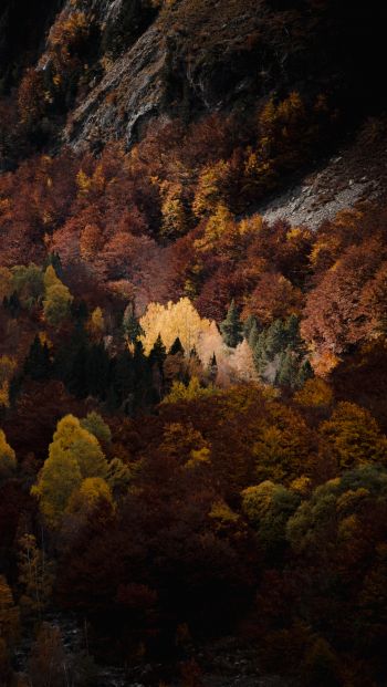 Обои 640x1136 осень, лес, горы