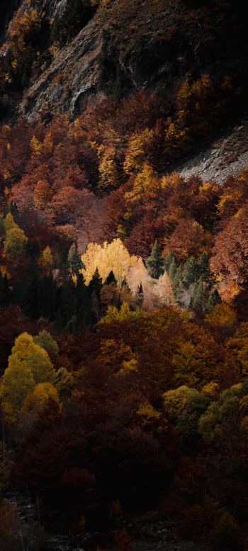 autumn, forest, mountains Wallpaper 1440x3200