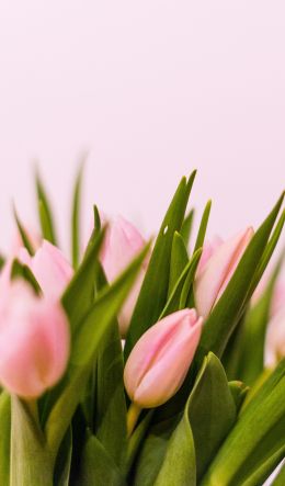 tulips, pink Wallpaper 600x1024