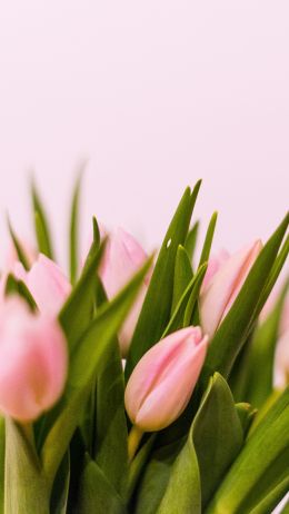 tulips, pink Wallpaper 1080x1920