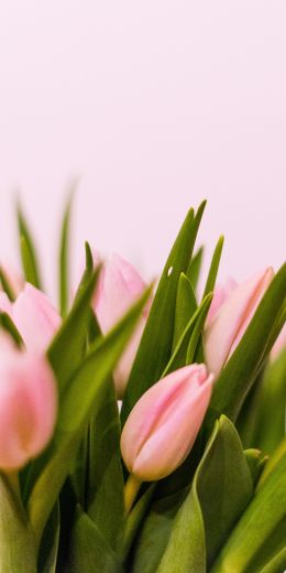 tulips, pink Wallpaper 720x1440