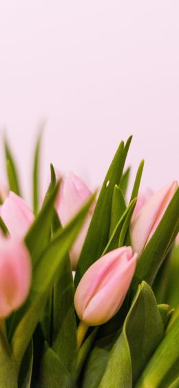 tulips, pink Wallpaper 1125x2436