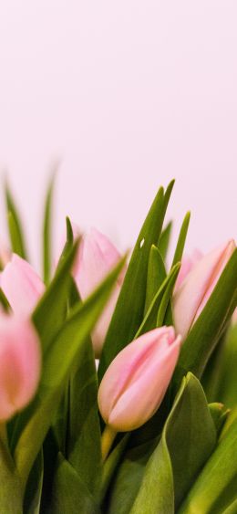 tulips, pink Wallpaper 1080x2340