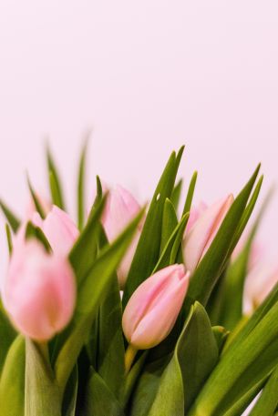 tulips, pink Wallpaper 640x960