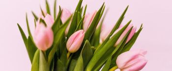 tulips, pink Wallpaper 3440x1440