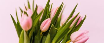 tulips, pink Wallpaper 2560x1080