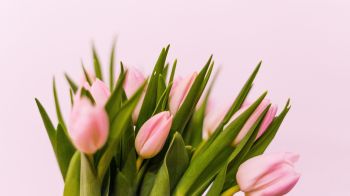 Обои 2048x1152 тюльпаны, розовые