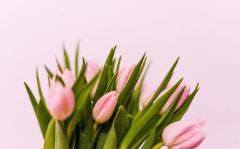 tulips, pink Wallpaper 2560x1600