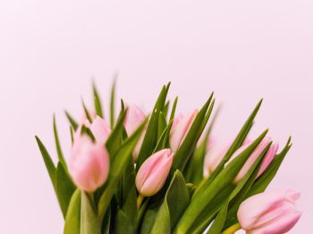 tulips, pink Wallpaper 1024x768