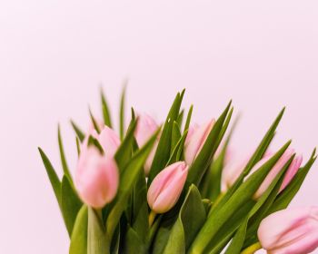 tulips, pink Wallpaper 1280x1024