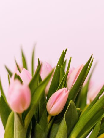 tulips, pink Wallpaper 1620x2160