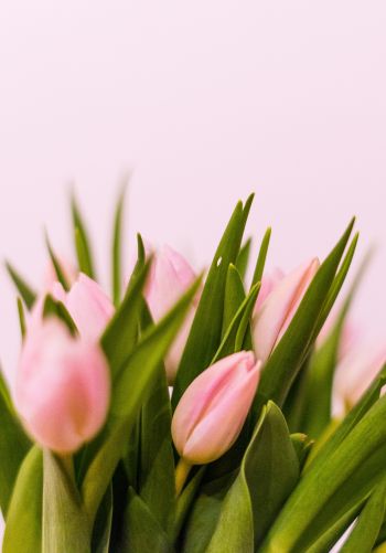 tulips, pink Wallpaper 1668x2388