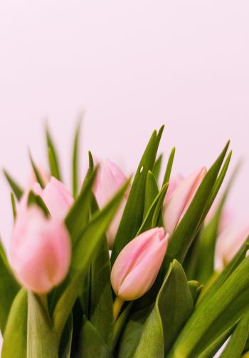 tulips, pink Wallpaper 1640x2360