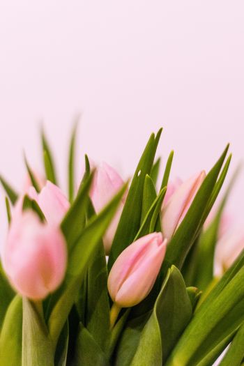tulips, pink Wallpaper 640x960