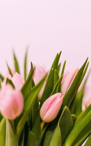 tulips, pink Wallpaper 1752x2800