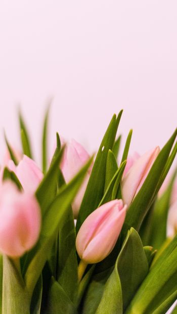 Обои 640x1136 тюльпаны, розовые