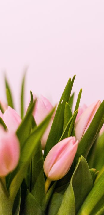 tulips, pink Wallpaper 1440x2960