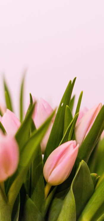 tulips, pink Wallpaper 1080x2280