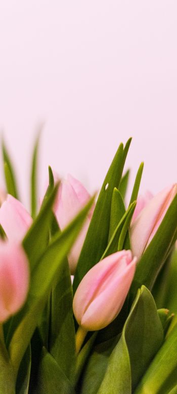 tulips, pink Wallpaper 1440x3200