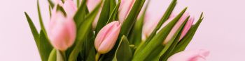 tulips, pink Wallpaper 1590x400