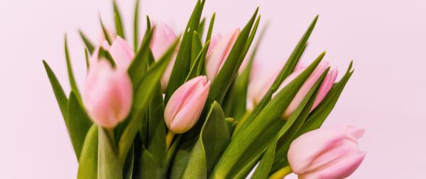 tulips, pink Wallpaper 2560x1080