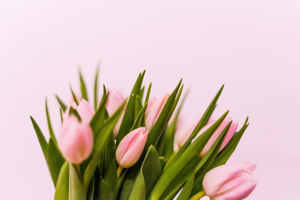 tulips, pink Wallpaper 6000x4000