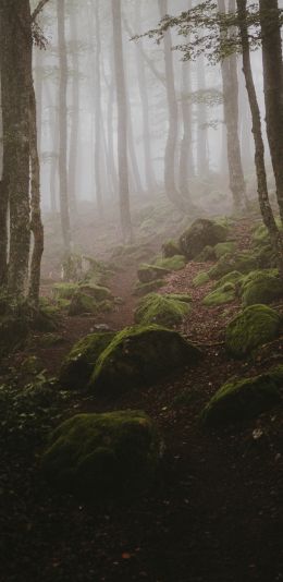 forest, fog Wallpaper 1440x2960
