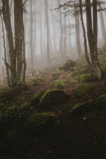forest, fog Wallpaper 640x960