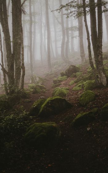 forest, fog Wallpaper 800x1280