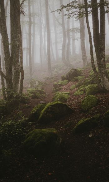 forest, fog Wallpaper 1200x2000