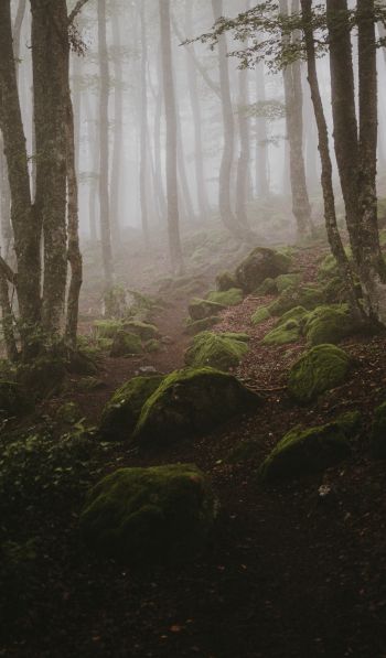 forest, fog Wallpaper 600x1024