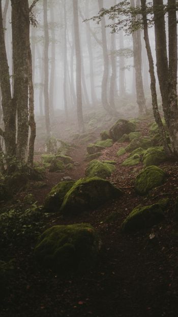 forest, fog Wallpaper 640x1136