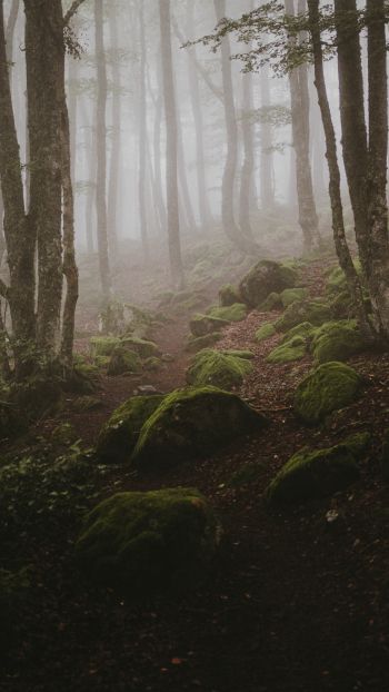 forest, fog Wallpaper 1080x1920