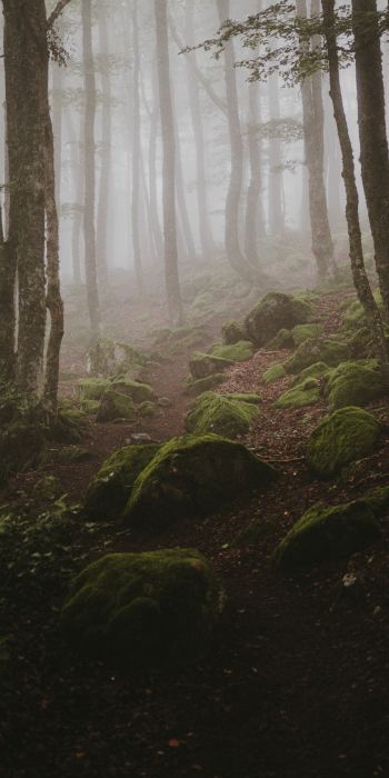 forest, fog Wallpaper 720x1440
