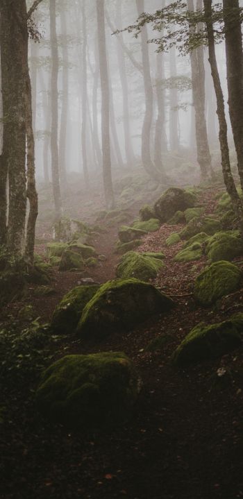forest, fog Wallpaper 1080x2220