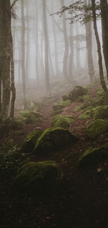 forest, fog Wallpaper 1080x2280